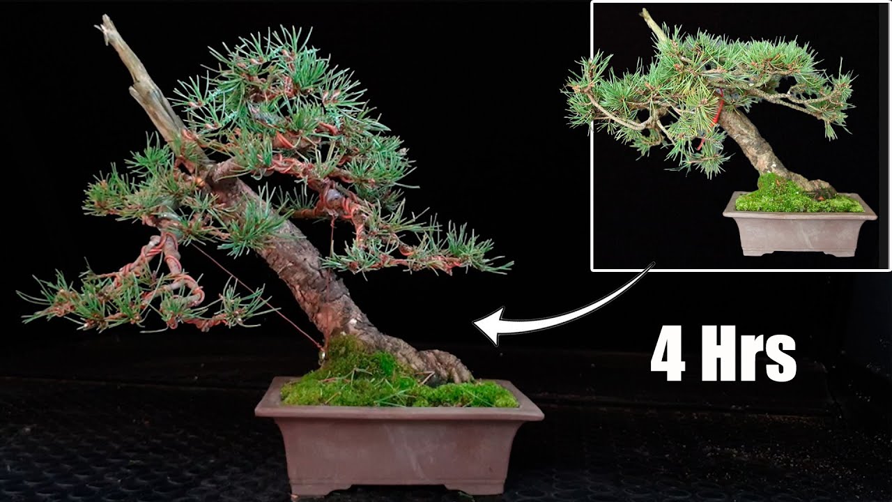 Pinus Sylvestris BONSAI - Evolución en 4 horas de trabajo