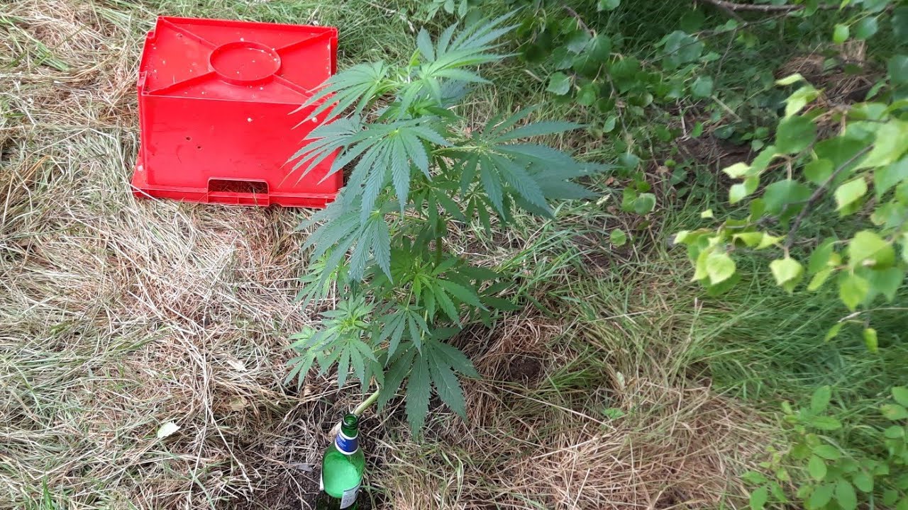 Outdoor Multi Strain UK Grow, Topping, Fimming and Bottoming. Can I Harvest a Decent Crop? Music Fix