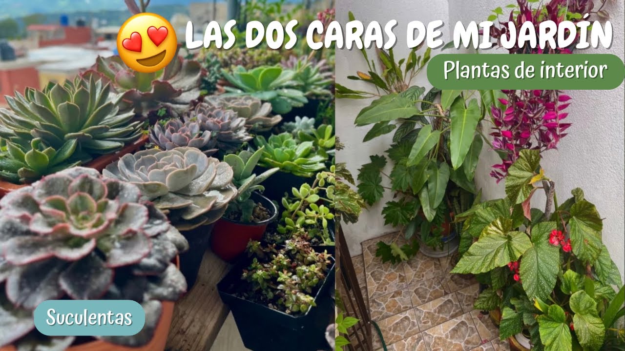 ESTE ES MI JARDÍN ✨🥹 y las plantas que sobrevivieron a esta temporada - Jolujim 