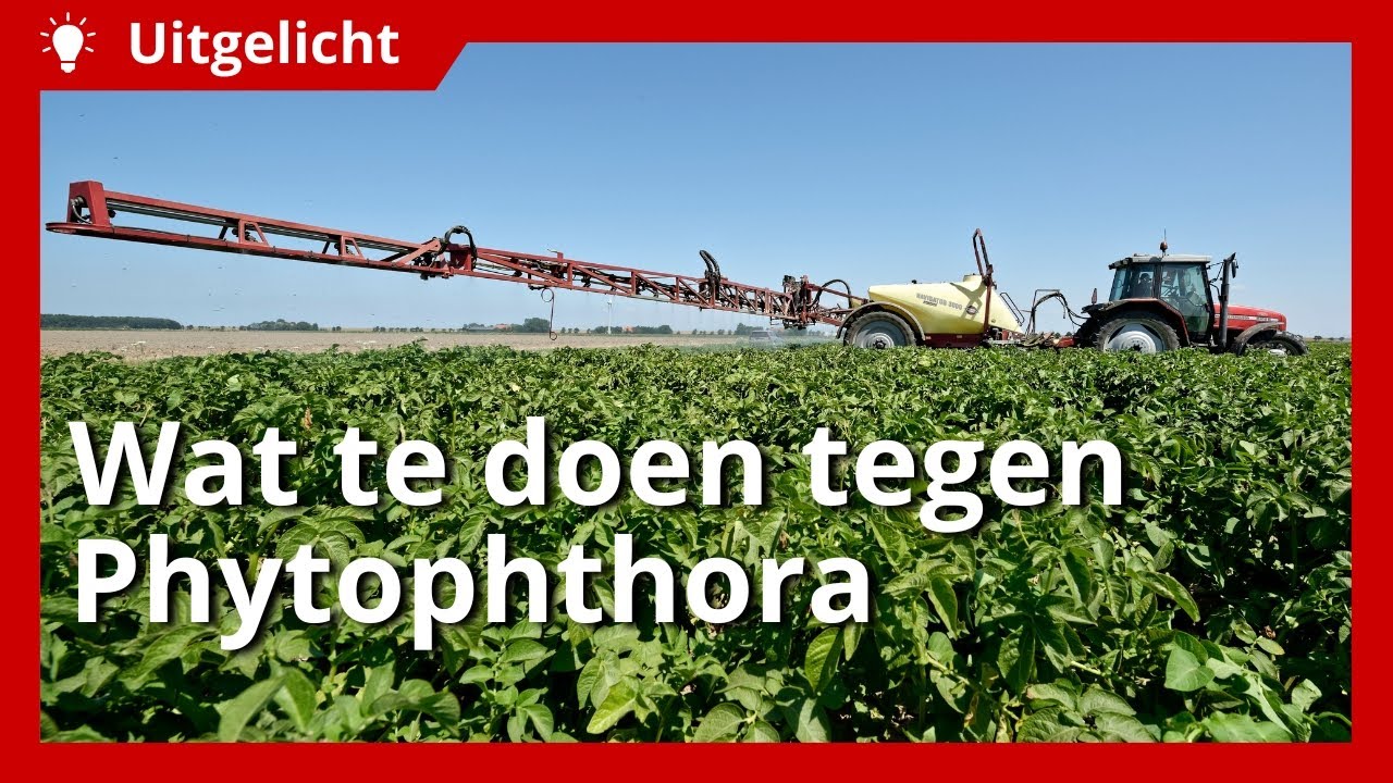 Uitgelicht | Wat te doen tegen phytophthora bij aardappelen?