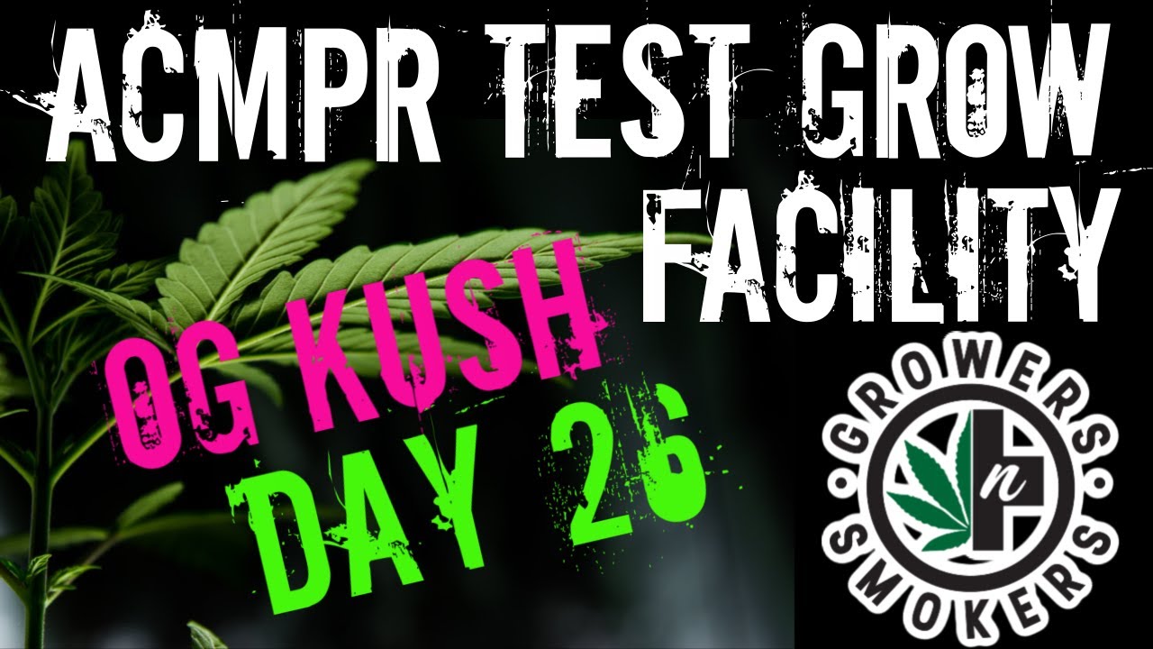 Day 26 Know when Autoflower seeds are starting in the bud phase medical cannabis grow facility