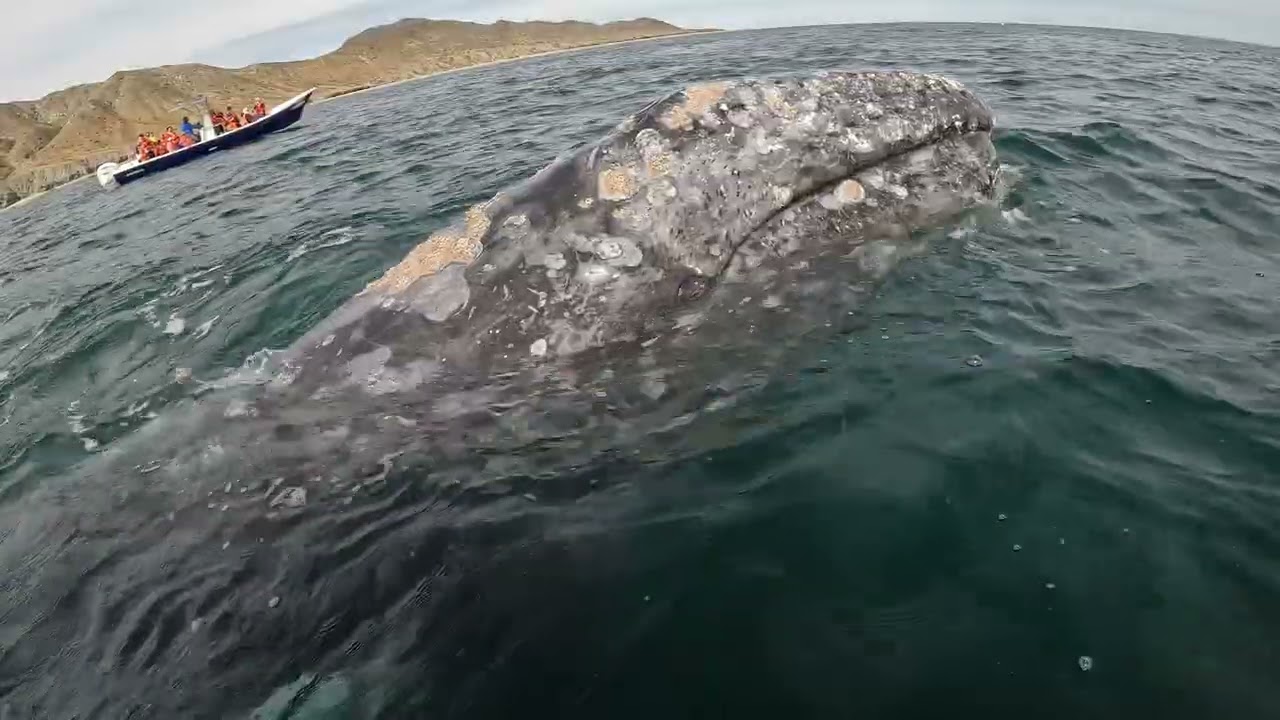 Ballenas 🐋 La Paz