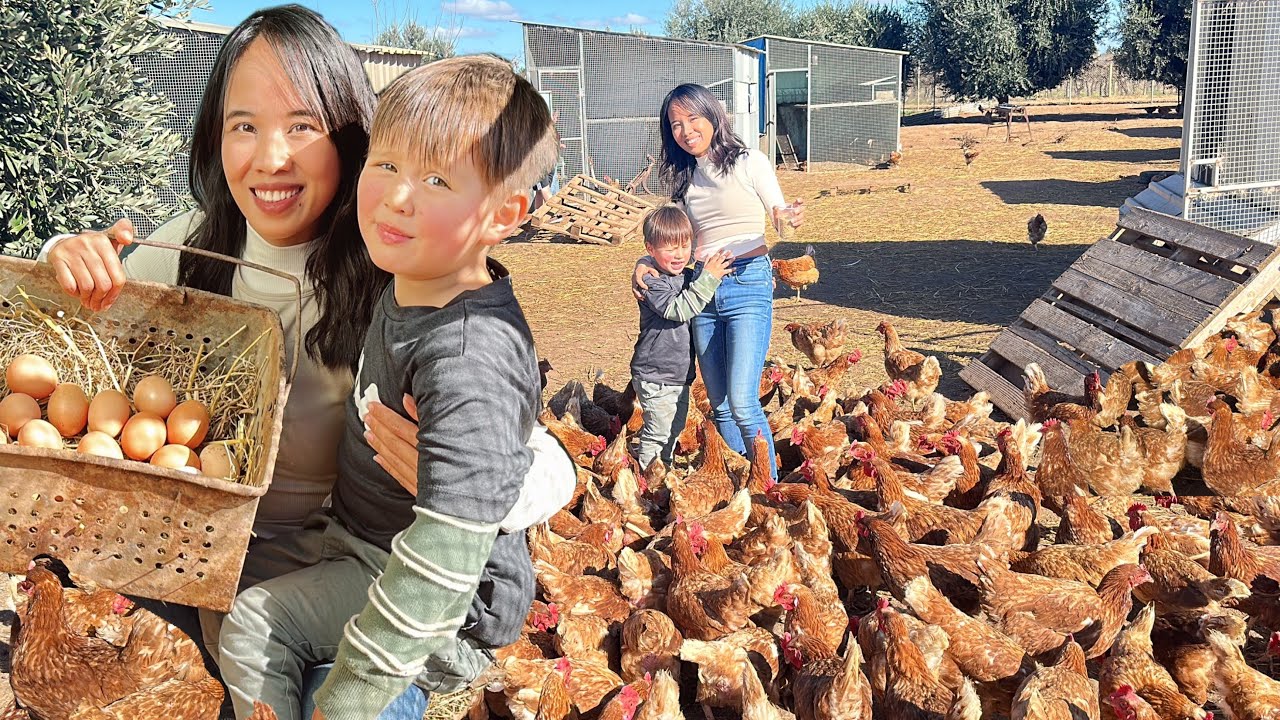 Harvesting Eggs Marielasin Pinay buhay sa  Australia
