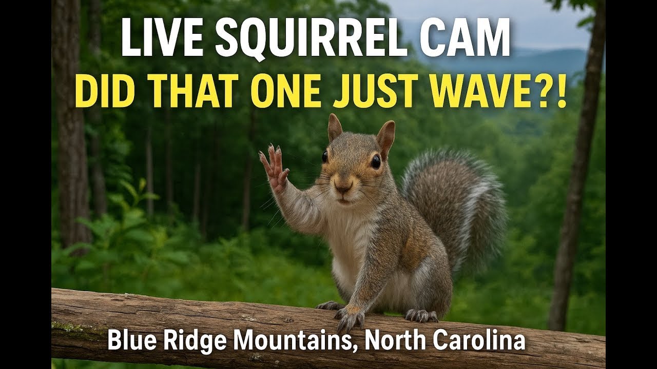 LIVE Squirrel Cam #2 🌩️ Close-Up Stump Cam During the Storm | Wildlife Weather Watch #livestream Cam