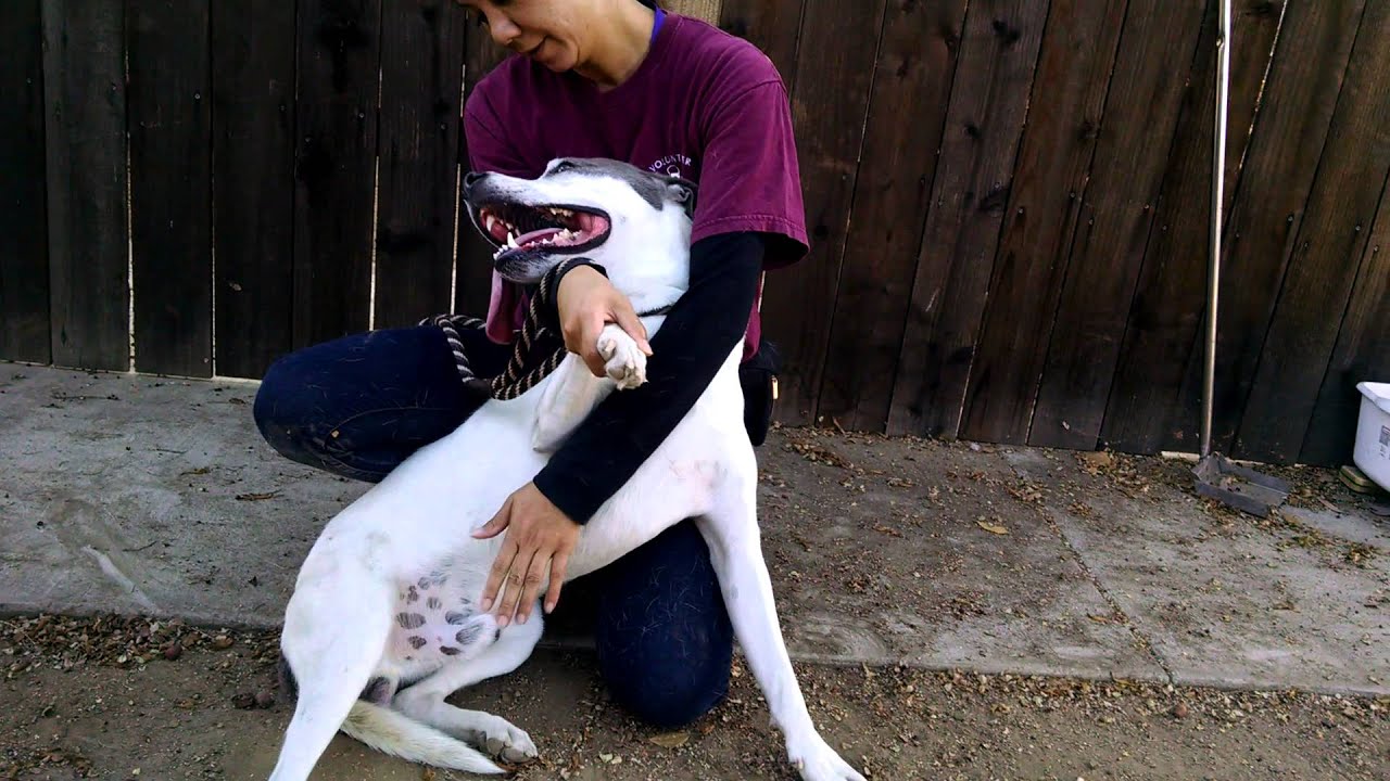 A4747092 Loverboy