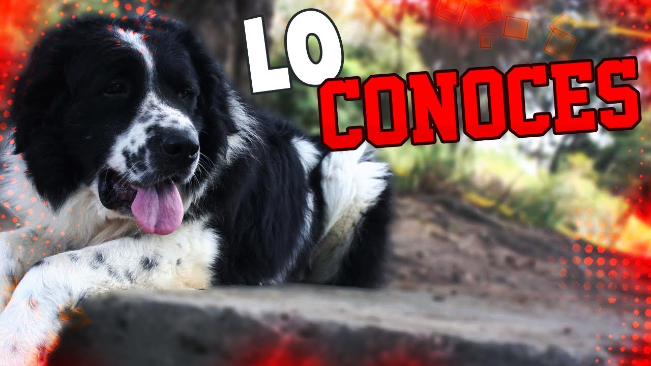 la UNICA RAZA de PERRO de VENEZUELA el MUCUCHÍES | Mr Doberman