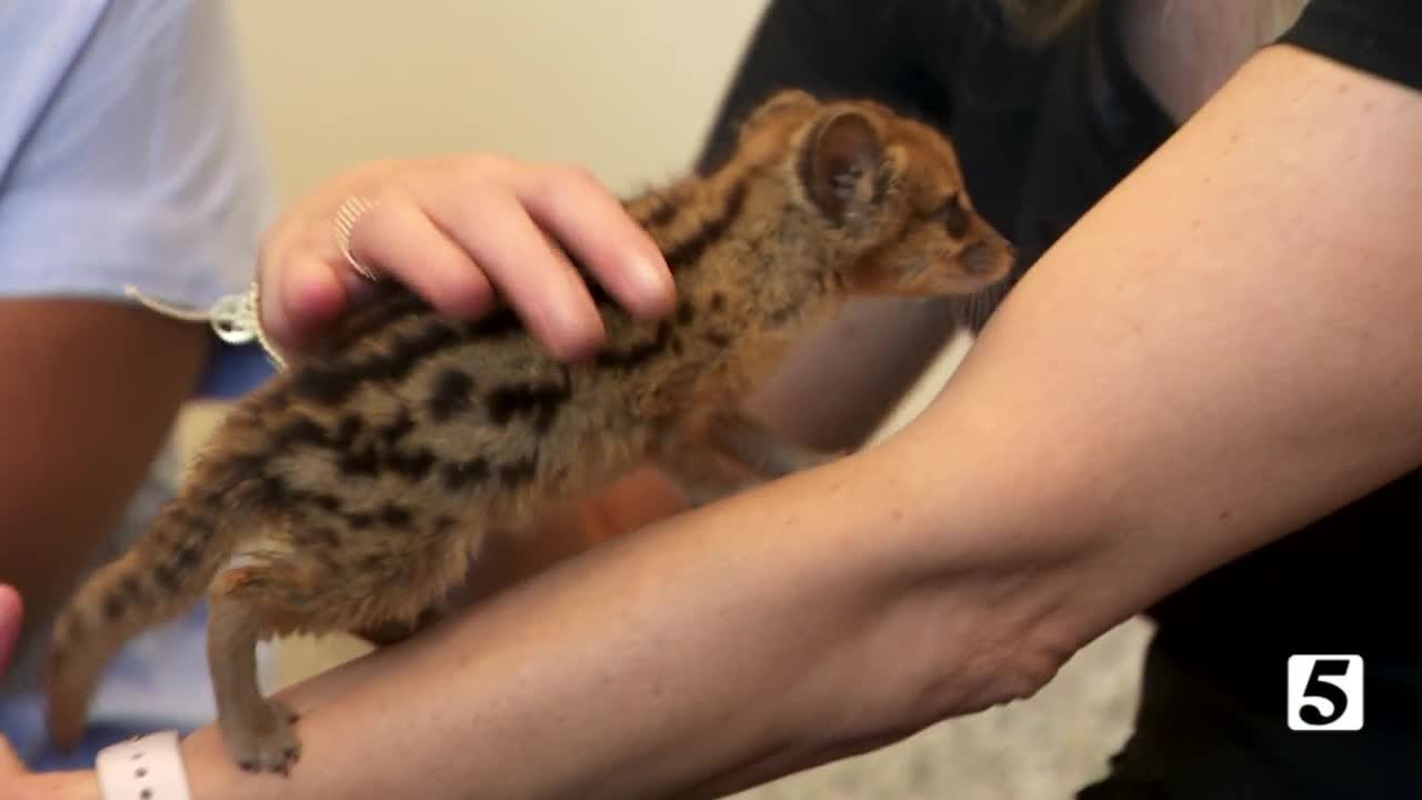 Nashville Zoo Babies