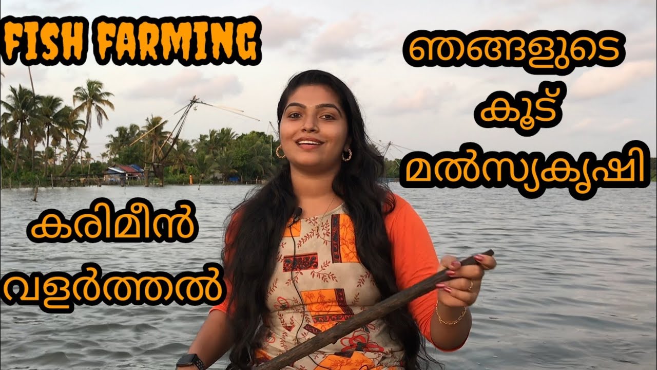 ഞങ്ങളുടെ കൂട് മൽസ്യ കൃഷി |cage fish farming|കരിമീൻ കൂട് കൃഷി|kumbalanghi|#cagefishfarming |കാളാഞ്ചി