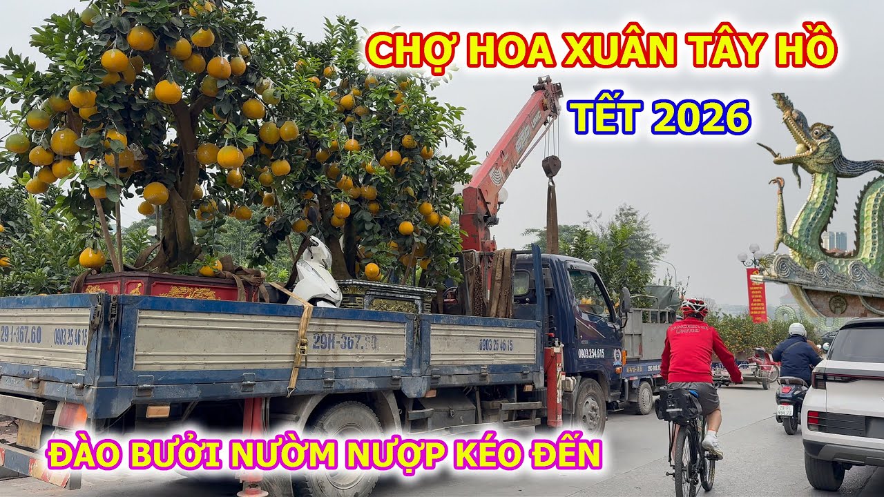 BƯỞI ĐÀO NƯỜM NƯỢP KÉO VỀ CHỢ HOA XUÂN TÂY HỒ TẾT 2026