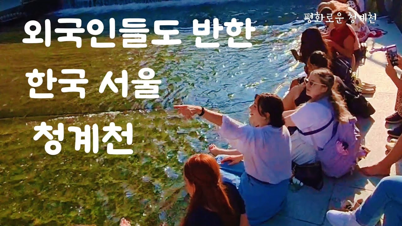 눈부신 햇살 평화로운 풍경 청계천입니다 #서울여행 #청계천 #백로 #외국인 