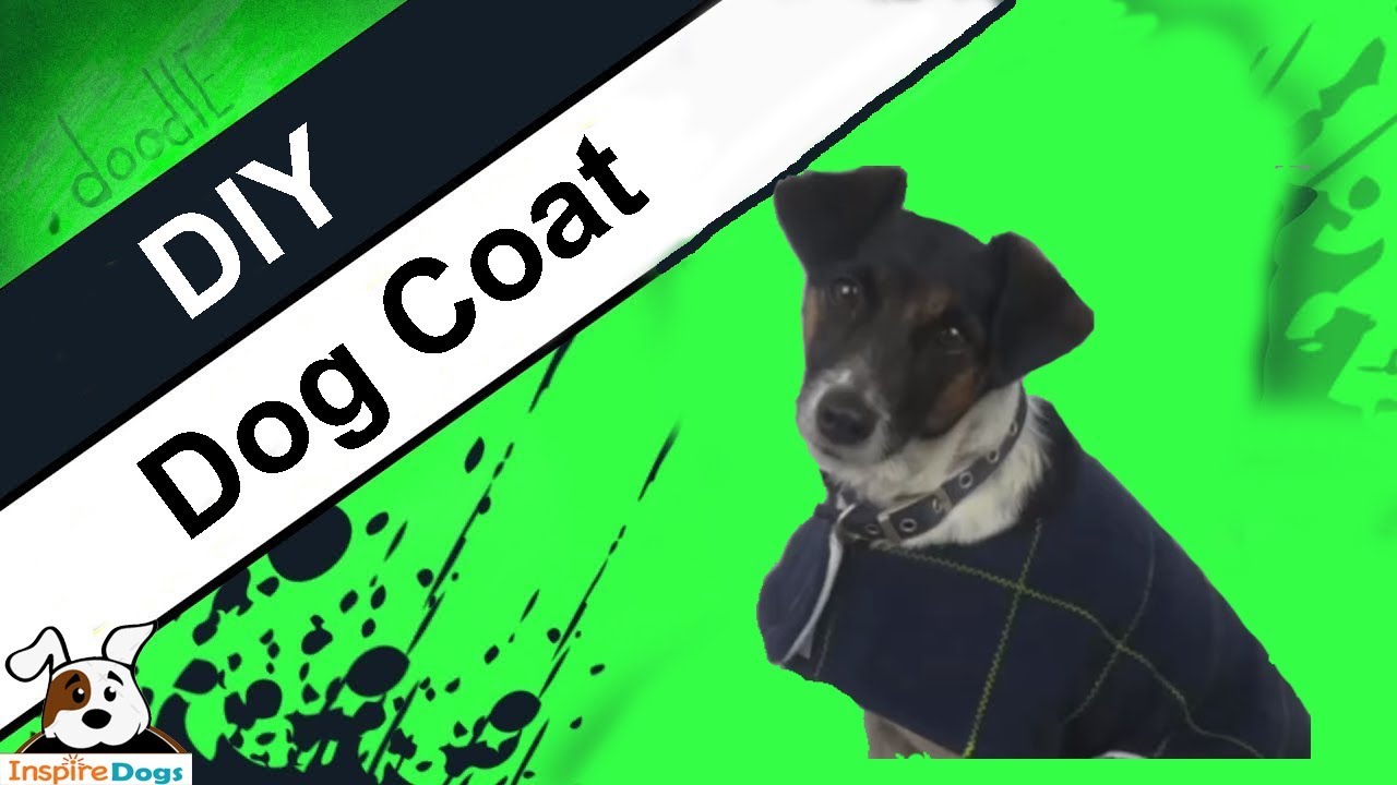 Best Way to Make DIY Dog Coat Without Fail (Step by Step)