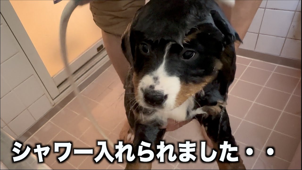 子犬たちのシャワー初体験！