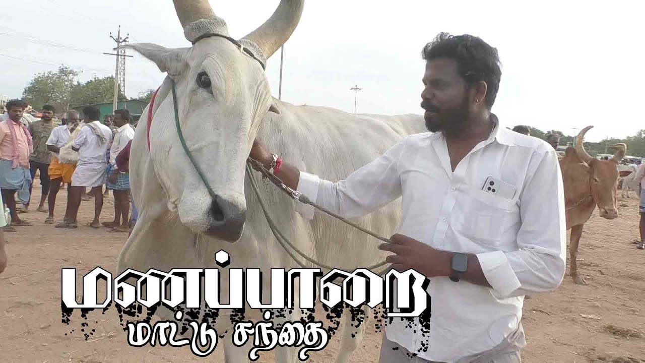 Manapparai mattu santhai | மணப்பாறை மாட்டு சந்தை