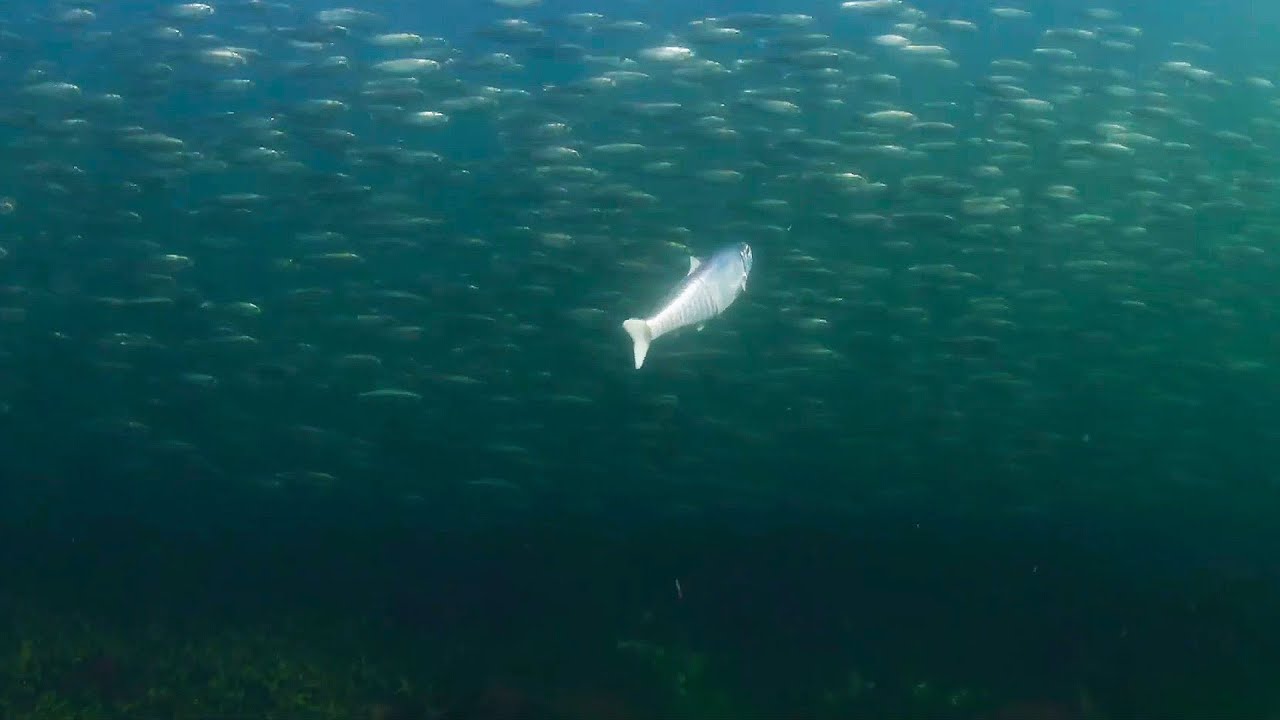 大開眼界的鯡魚捕撈和加工，根本吃不完，吃魚卵比吃魚肉更環保？