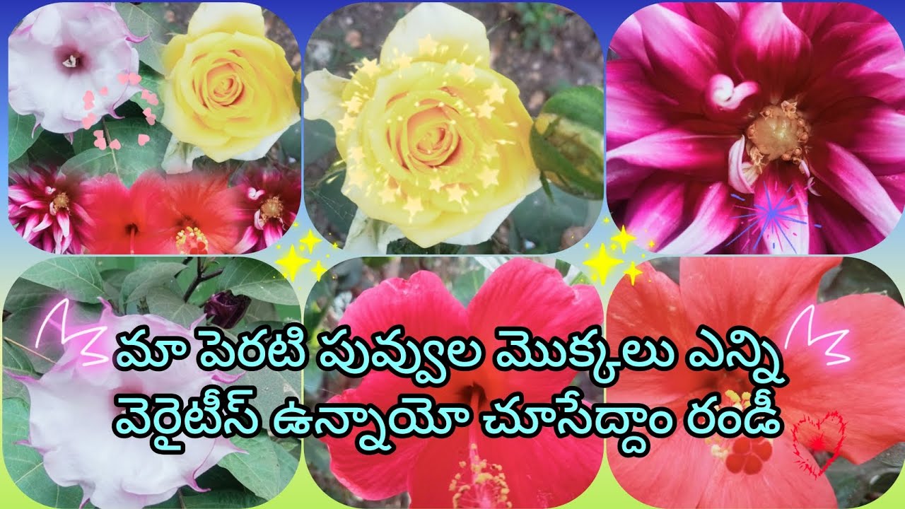 ## my garden flowers #soo beautiful and so colourful#