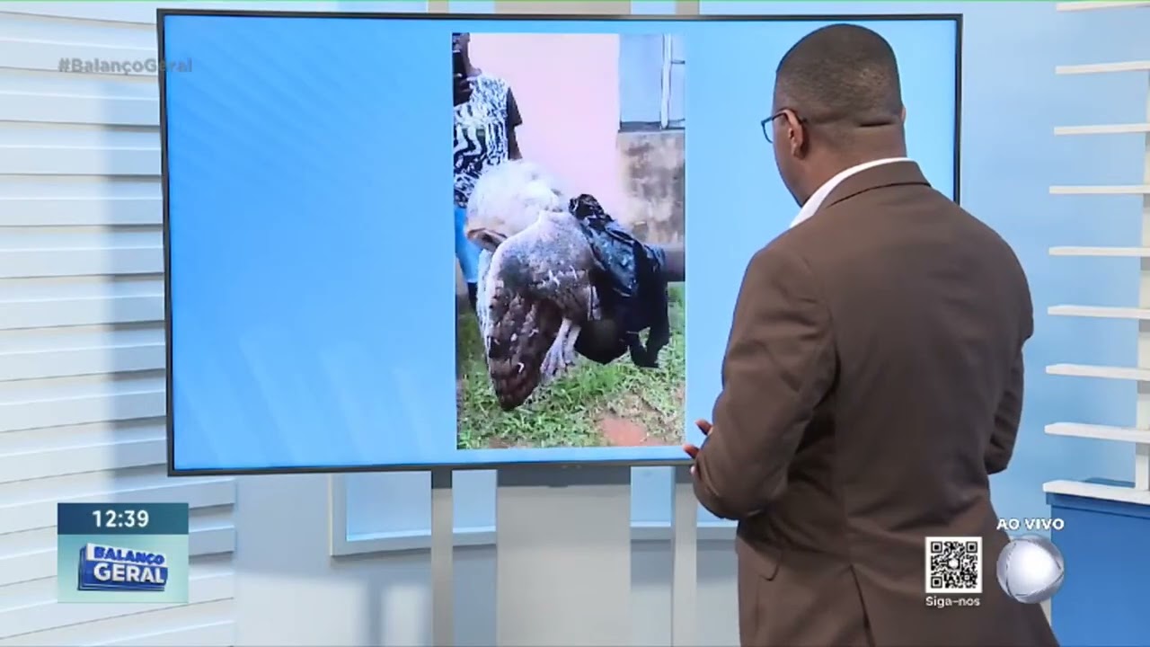 #BalançoGeral  Entre jiboias e mochos, populações associam aparecimentos de animais à obscurantismo