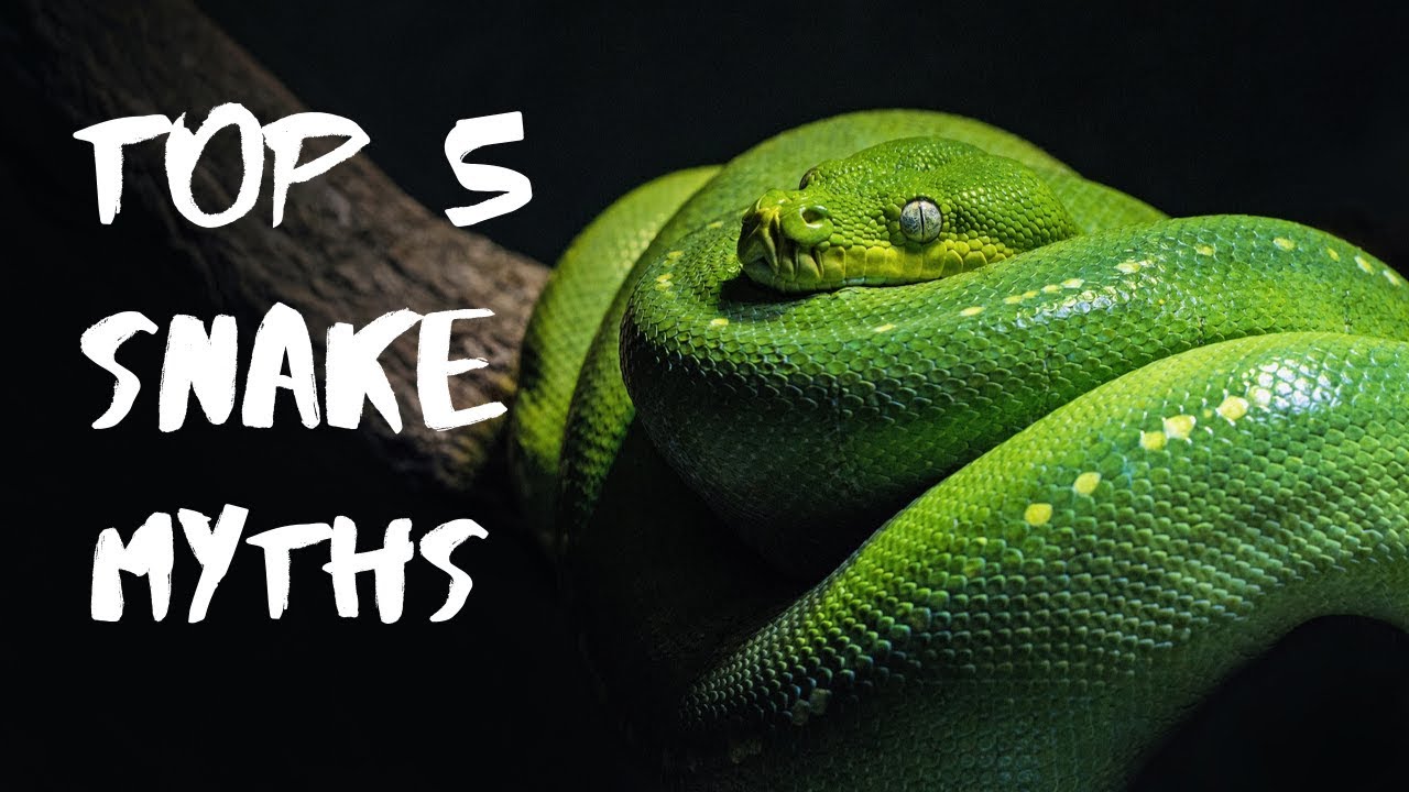 Top 5 Snake Myths