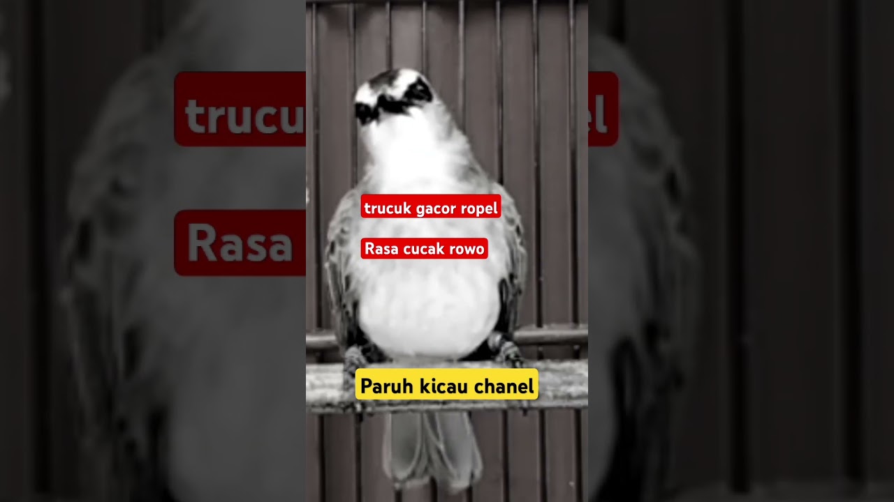 Trucukan gacor ropel rasa cucak rowo #trucukangacor #shorts #shortsvideo #shortsfeed #shortsviral