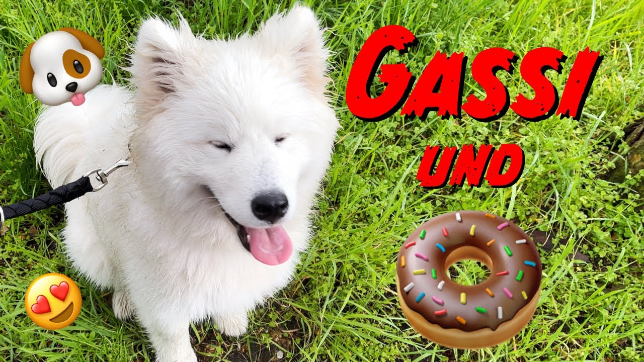 GASSI gehen mit meinem SAMOJEDEN | VLOG
