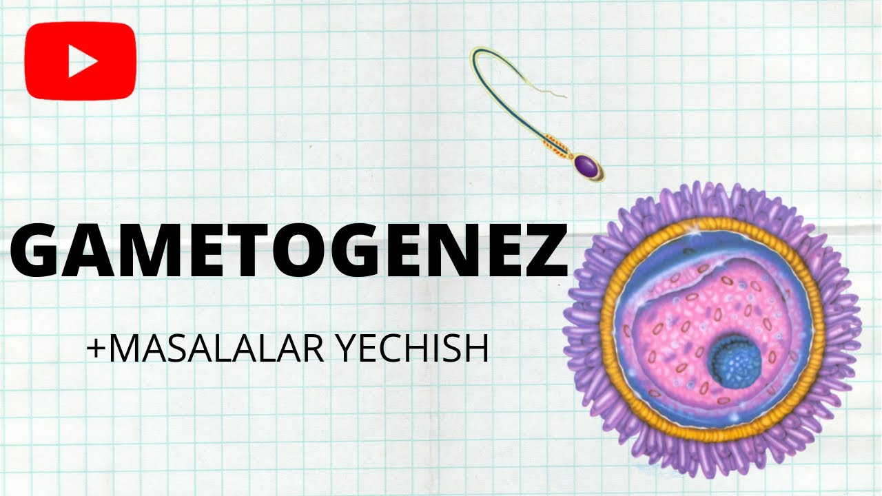 GAMETOGENEZ NIMA | JINSIY KO`PAYISH | BIOLOGIYA | VIDEODARSLIK | OVOGENEZ | SPERMOTOGENEZ