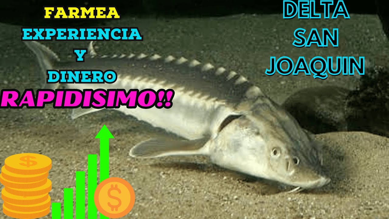 ESTURION 🦈 DINERO💲 Y EXPERIENCIA ✔️ RAPIDISIMO!! DELTA SAN JOAQUIN