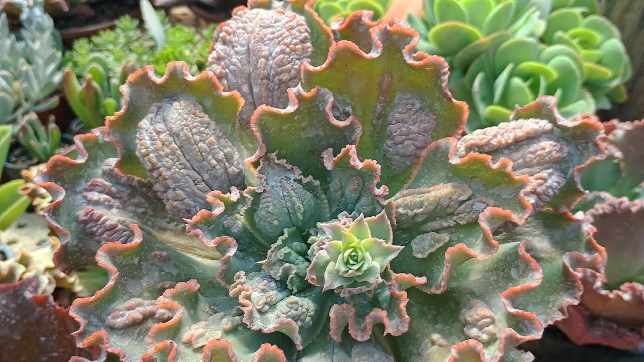  #Tour pela estufa de produção e atualização e recuperação das plantas!😊🌵🐞🦋