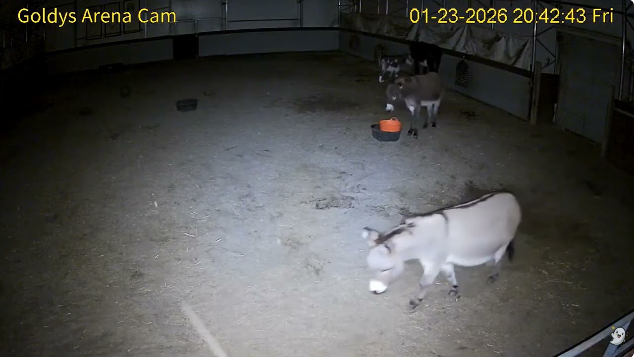 Goldy's Arena Rescues  7pm to 10pm;Donkeys Dimitri  Arthur Magnus Charlie  1232026