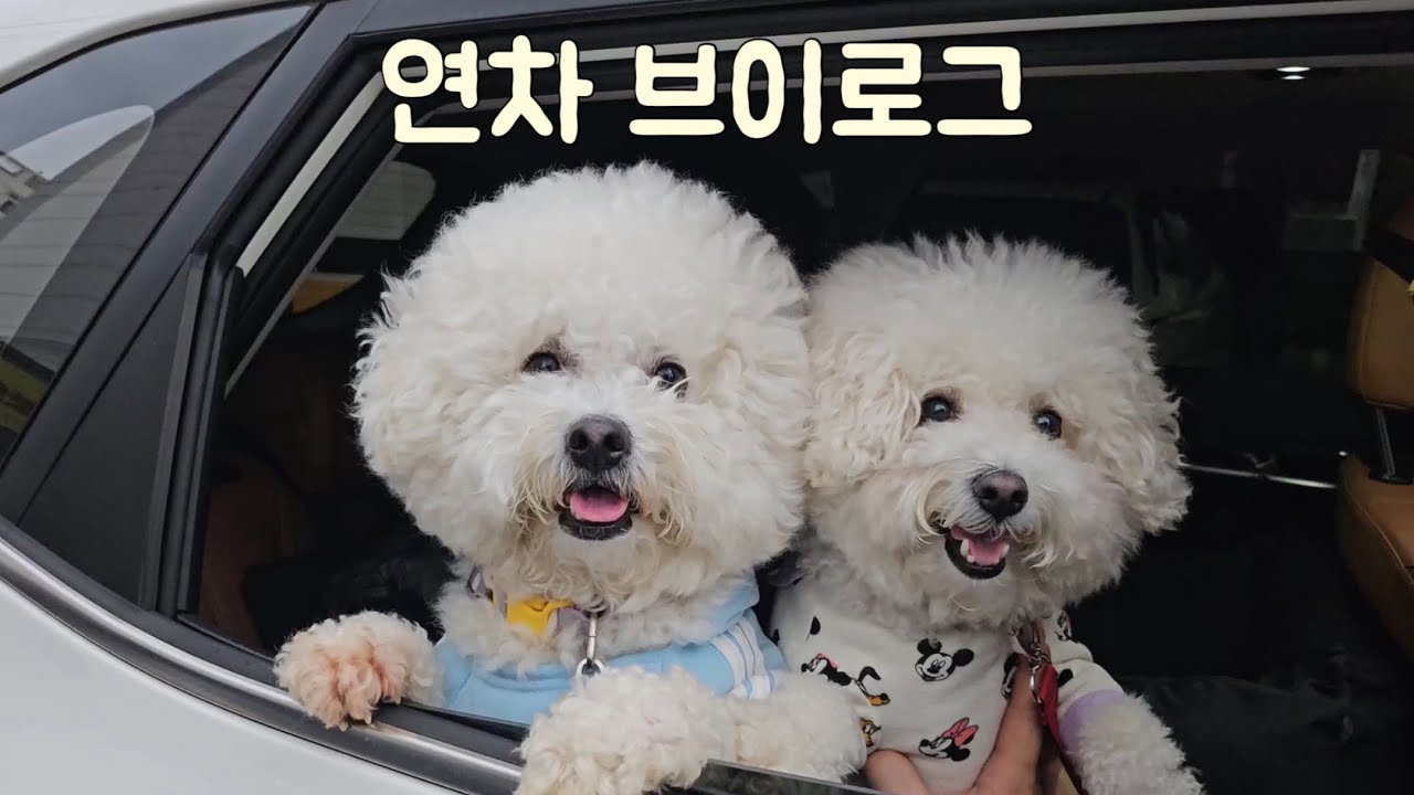 연차 브이로그 | 속눈썹펌·파이브가이즈·반려견 놀이터 있는 카페