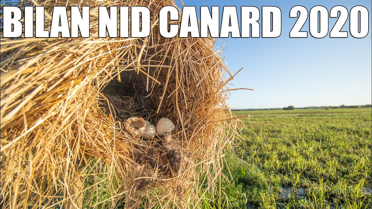 Nids pour Canards Sauvages BILAN ! - Marius Chasse