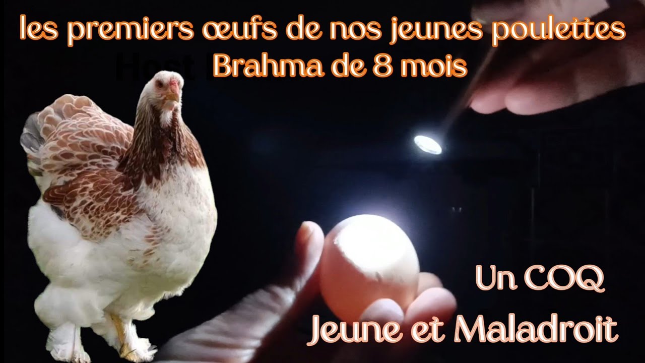 Poule Pekin et poule brahma  Vlog de l'élevage