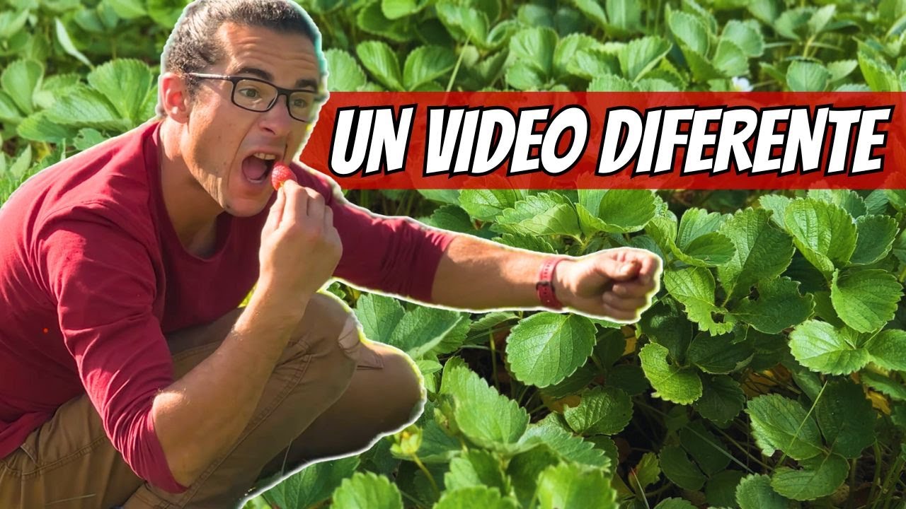Entre Cosechas y Gallinas 🍓🐓 Un Dia En La Huerta De La Alegria