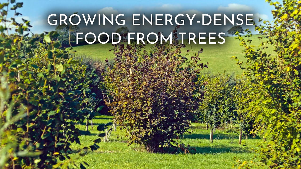The Role Nut Orchards Can Play For a Sustainable Diet | Martin Crawford