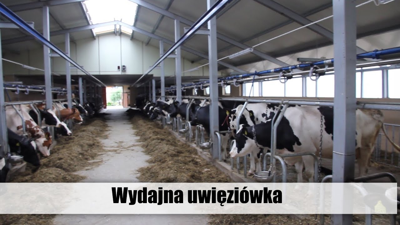 Wydajna uwięzi&oacute;wka - obora Roberta Saniewskiego - top agrar Polska