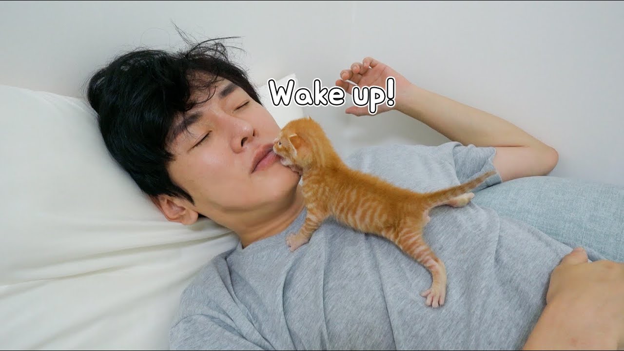 Baby Kitten Wakes Me Up In an Amazing Way Every Morning