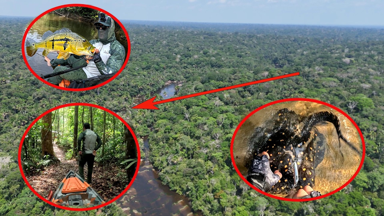 Um rio esquecido na selva a Procura de peixes, encontramos os mais bonitos e mais perigosos.