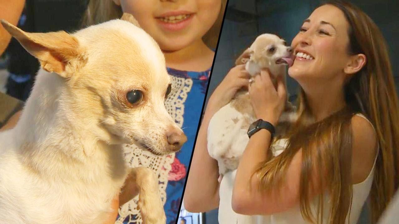 Missing Chihuahua from California Found in Arizona Reunites with Family
