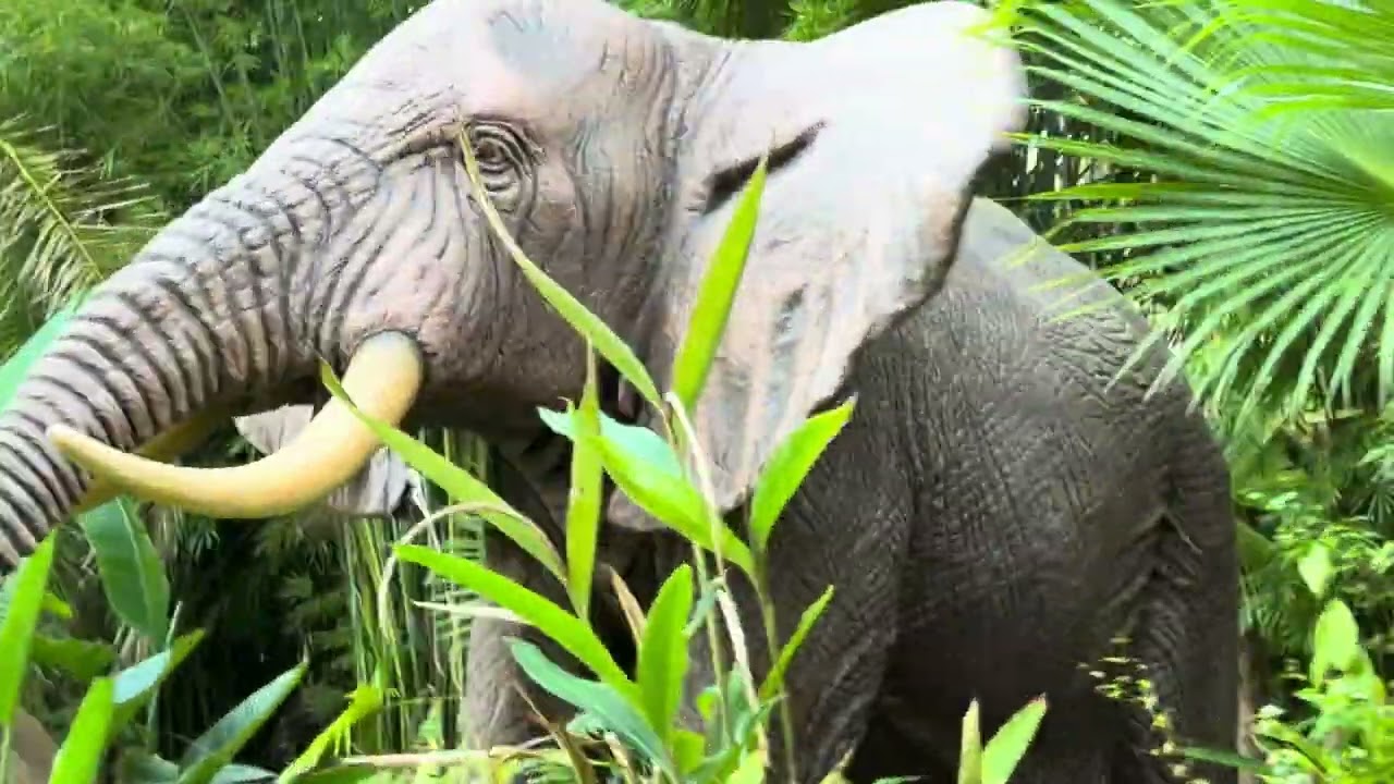 Аттракцион «Джунгли» в Диснее номер один