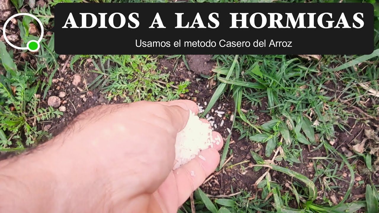 CHAU HORMIGAS - Las erradicamos usando el método del ARROZ  - S2