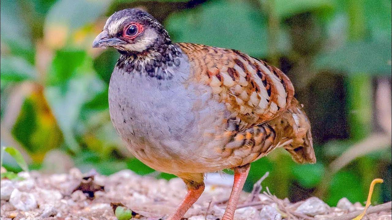 Campbell's partridge (Arborophila campbelli) | close view | dust bathing | feeding | foraging