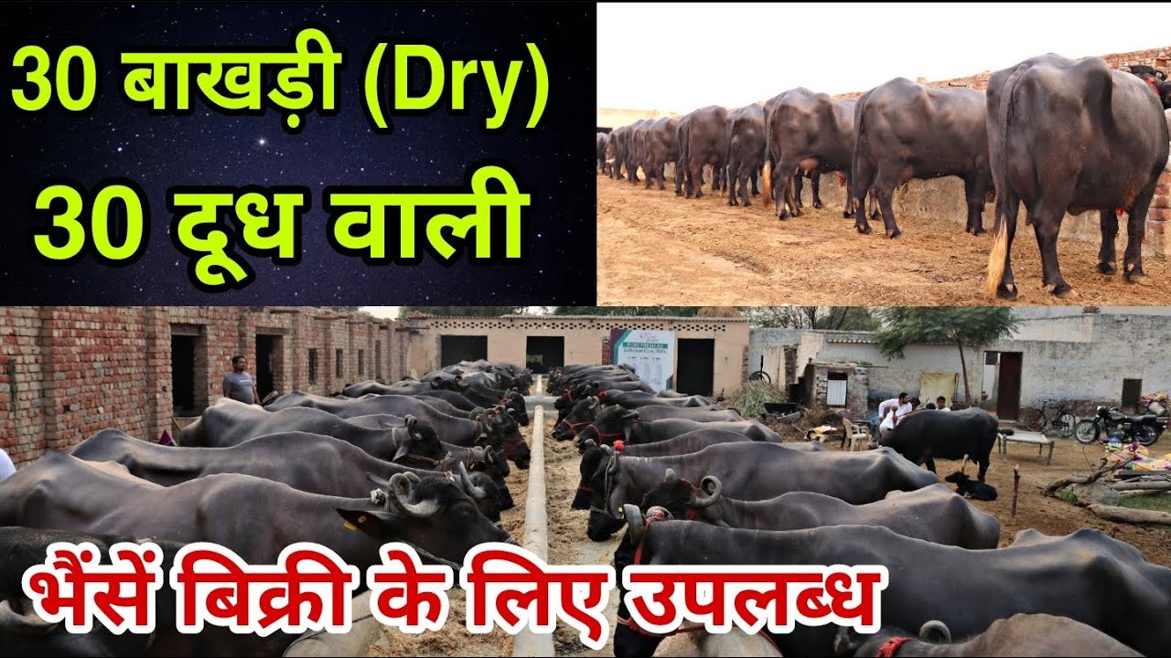 30 Milking & 30 Dry Buffaloes available for sale near Hisar