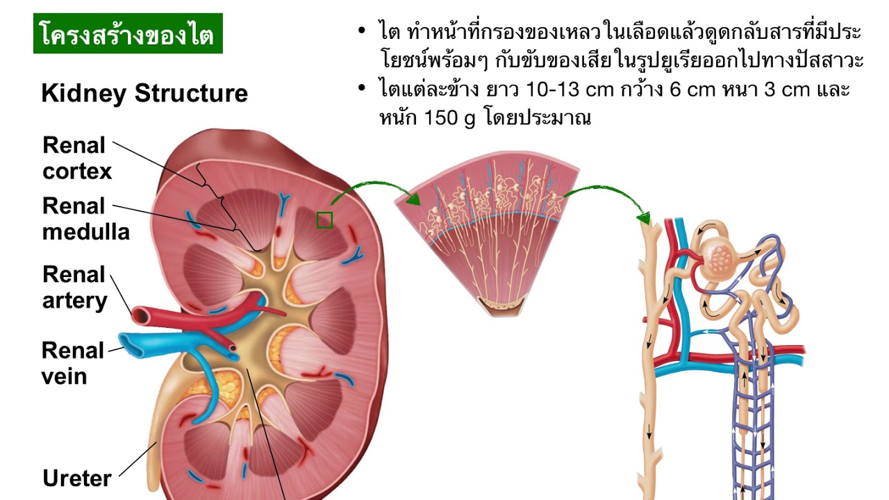 ระบบขับถ่าย