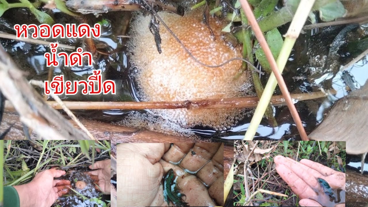 เดินทาง20กิโลหาปลากัดที่เก่งและสวยที่สุดของอีสานใต้#ปลากัดป่า#ว่างอีหลี#betta