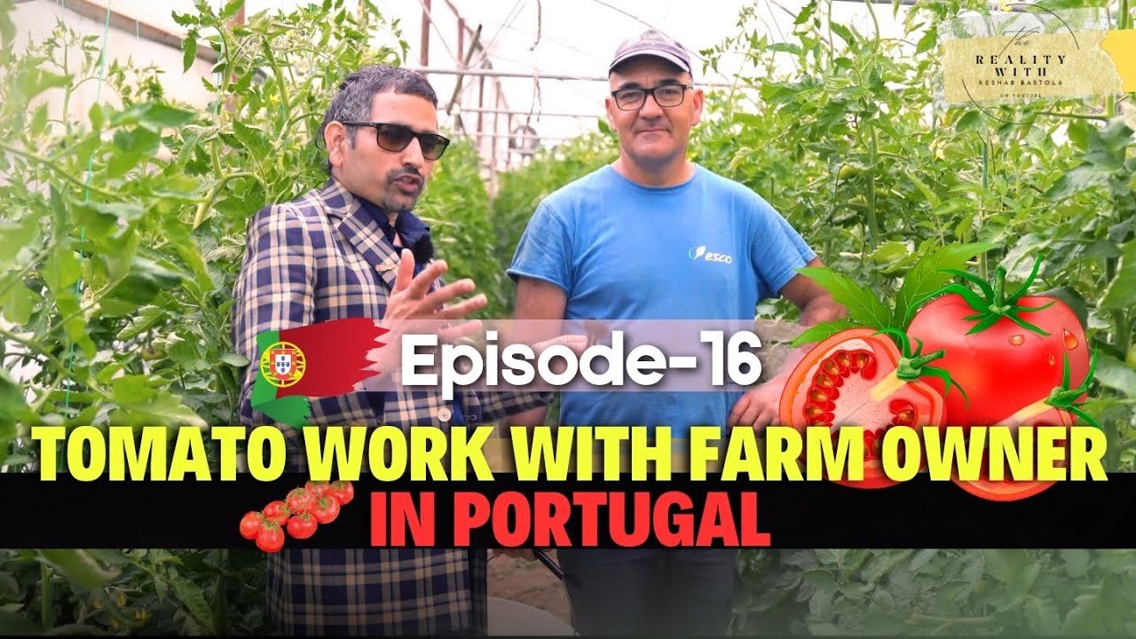 tomato work with Farm owner fact about work in Portugal 2024 | episode -10 |(Keshab Bastola)