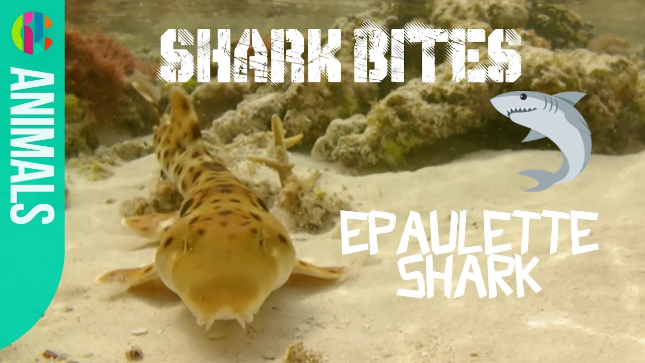 All about the Epaulette Shark | Shark Bites!