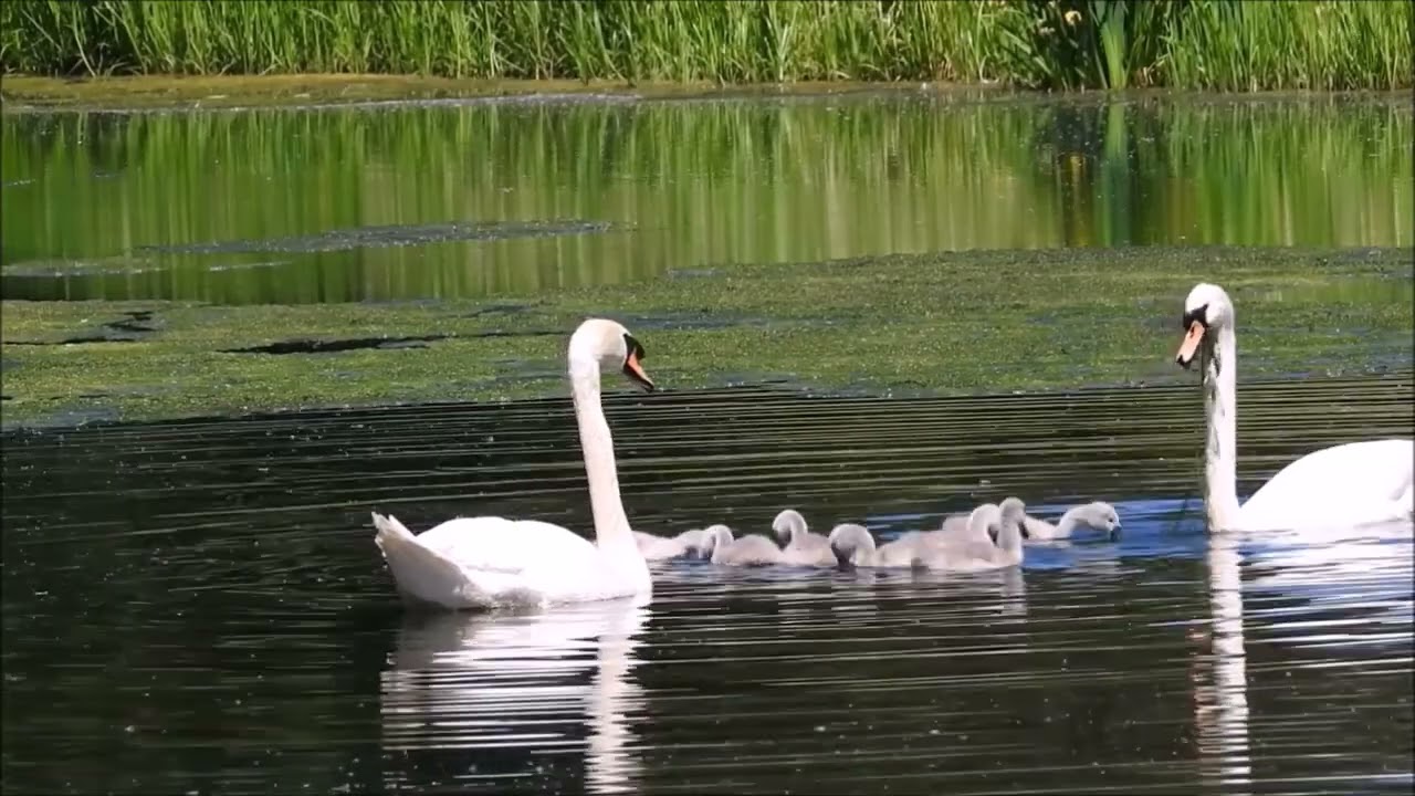 Familie knobbelzwaan (Natuurlijk! 22-07-2024)
