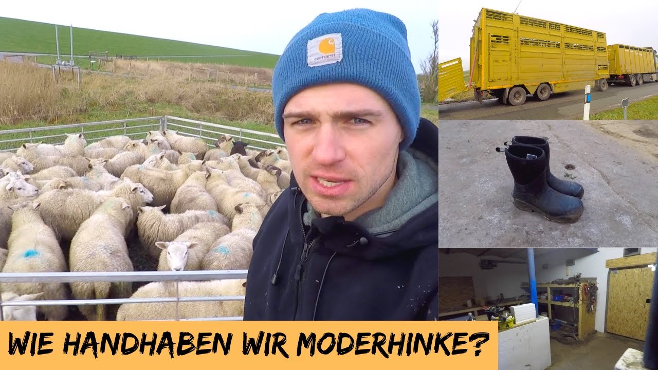 Wie handhaben wir Moderhinke? | DEICHVLOG #33