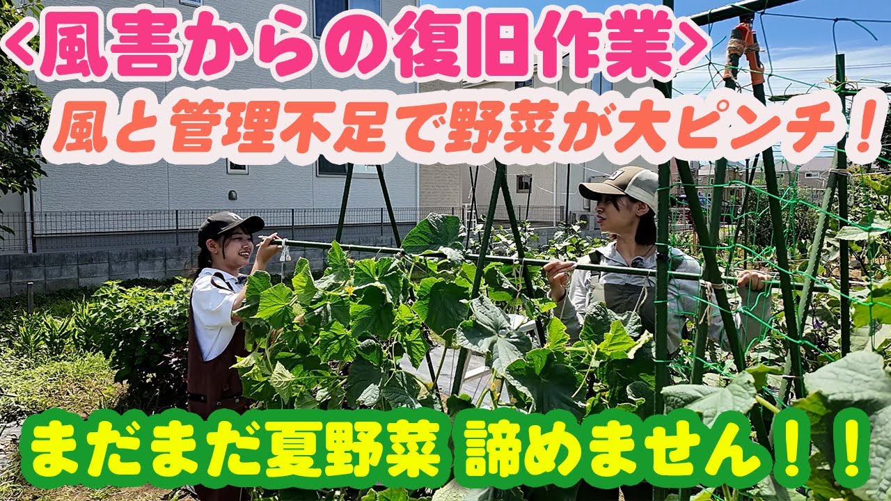 【畑修復】家庭菜園も自然との戦い！管理不足だった畑が強風で一気に崩壊…
