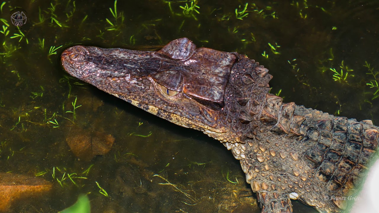 Guyane 2017 épisode 2