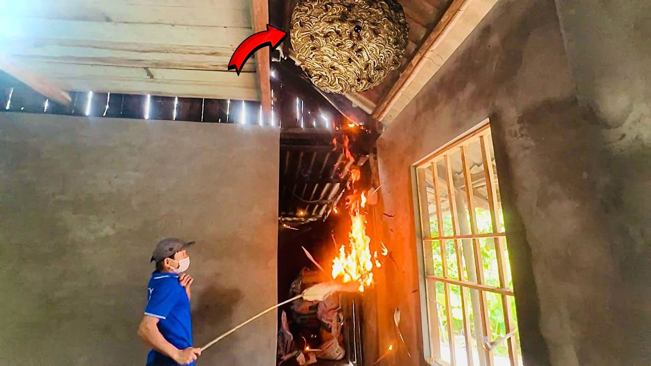 Extreme Danger : Deadly Wasps Found During House Restoration.