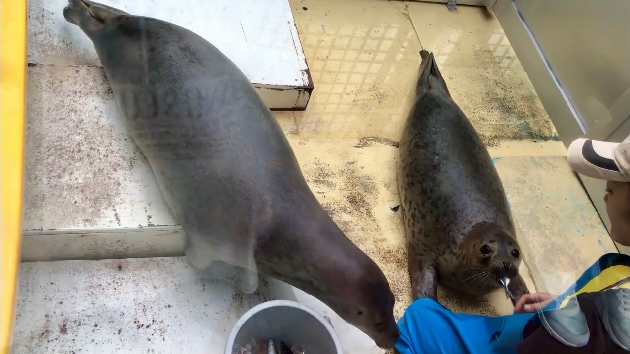 やったーご飯だー！アザラシ赤ちゃん待望のご飯タイム🐟#seal 